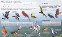 What Kind of Bird Is That... When Trying to Identify a Bird, the First Things to Look for Are Location and Behavior