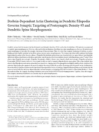 Drebrin-Dependent Actin Clustering in Dendritic Filopodia Governs Synaptic Targeting of Postsynaptic Density-95 and Dendritic Spine Morphogenesis