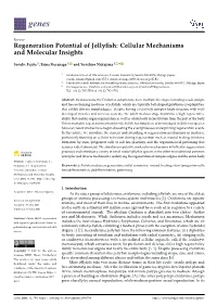 Regeneration Potential of Jellyfish: Cellular Mechanisms And