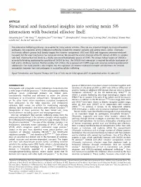 Structural and Functional Insights Into Sorting Nexin 5/6 Interaction with Bacterial Effector Ince