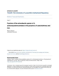 Function of the Enterobactin Operon of A. Actinomycetemcomitans in the Presence of Catecholmines and Iron