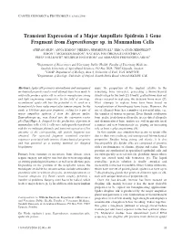 Transient Expression of a Major Ampullate Spidroin 1 Gene Fragment from Euprosthenops Sp