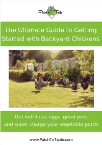 The Ultimate Guide to Getting Started with Backyard Chickens