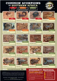 Common Scorpions