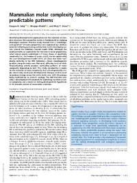 Mammalian Molar Complexity Follows Simple, Predictable Patterns