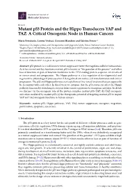 Mutant P53 Protein and the Hippo Transducers YAP and TAZ: a Critical Oncogenic Node in Human Cancers