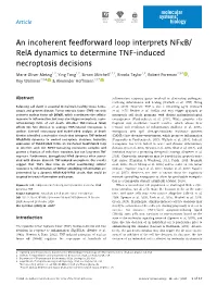 An Incoherent Feedforward Loop Interprets Nfκb/Rela Dynamics to Determine TNF‐Induced Necroptosis Decisions