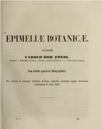 EPIMELLE Botanicte