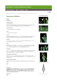 Secamone Elliptica Click on Images to Enlarge