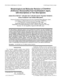 Morphological and Molecular Revision of Zoanthus (Anthozoa: Hexacorallia) from Southwestern Japan, with Descriptions of Two New Species