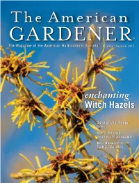Enchanting Witch Hazels Enchanting Witch Hazels