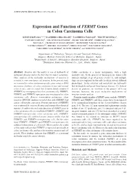 Expression and Function of FERMT Genes in Colon Carcinoma Cells
