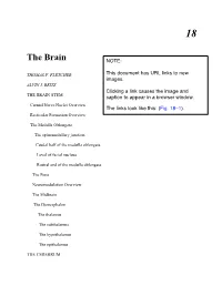 The Brain NOTE