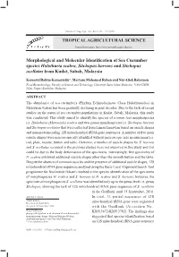 Morphological and Molecular Identifcation of Sea Cucumber
