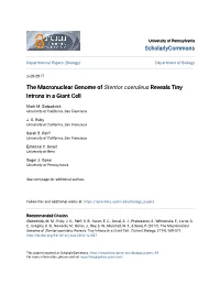 The Macronuclear Genome of Stentor Coeruleus Reveals Tiny Introns in a Giant Cell