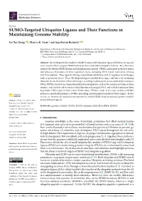 SUMO-Targeted Ubiquitin Ligases and Their Functions in Maintaining Genome Stability