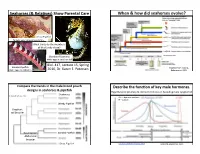 When & How Did Seahorses Evolve?