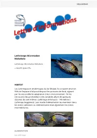 Lethrinops Micretodon Makokola