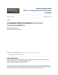 A Comparative Study of the Spiracle in Cyclostomata, Elasmobranchii and Pisces