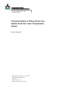 Characterisation of Wheat Dwarf Virus Isolates from the Vector Psammotettix Alienus