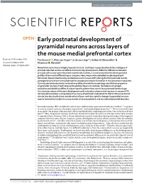 Early Postnatal Development of Pyramidal Neurons Across Layers Of