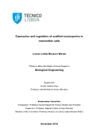 Expression and Regulation of Scaffold Nucleoporins in Mammalian Cells