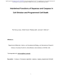 Intertwined Functions of Separase and Caspase in Cell Division