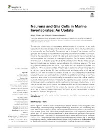 Neurons and Glia Cells in Marine Invertebrates: an Update