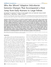 Adaptive Helicobacter Genomic Changes That Accompanied a Host Jump from Early Humans to Large Felines