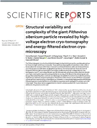 Structural Variability and Complexity of the Giant Pithovirus Sibericum
