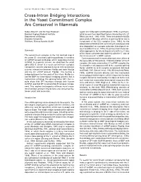 Cross-Intron Bridging Interactions in the Yeast Commitment Complex Are Conserved in Mammals