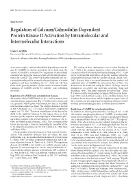 Regulation of Calcium/Calmodulin-Dependent Protein Kinase II Activation by Intramolecular and Intermolecular Interactions