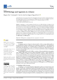 TFEB Biology and Agonists at a Glance