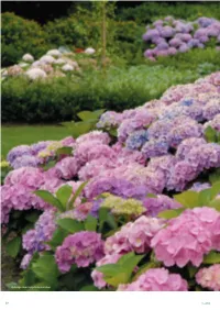 2016 Hydrangea Macrophylla Forever&Ever