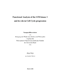 Functional Analysis of the LIM Kinase 1 and Its Role in Cell Cycle Progression