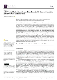METTL16, Methyltransferase-Like Protein 16: Current Insights Into Structure and Function