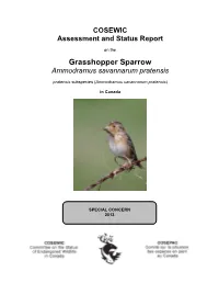 Grasshopper Sparrow,Ammodramus Savannarum Pratensis