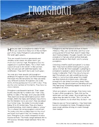 Have You Seen a Pronghorn in Idaho? If