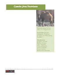 Bactrian Camel, Two-Humped Camel