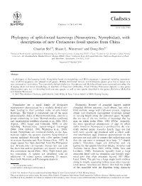 Phylogeny of Split&#X2010;Footed Lacewings