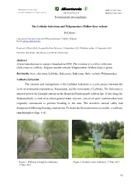 Willow Key) Website