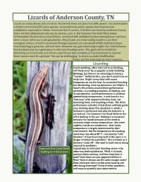 Lizard ID Guide