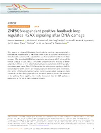 ZNF506-Dependent Positive Feedback Loop Regulates H2AX Signaling After DNA Damage