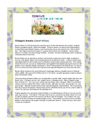 Chilopsis Linearis (Desert Willow)