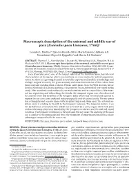 Macroscopic Description of the External and Middle Ear of Paca (Cuniculus Paca Linnaeus, 1766)1