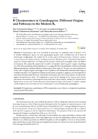 B Chromosomes in Grasshoppers: Different Origins and Pathways to the Modern Bs