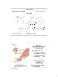 Nervous System Central Nervous System Peripheral Nervous System