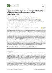 Hypoxia As a Driving Force of Pluripotent Stem Cell Reprogramming and Diﬀerentiation to Endothelial Cells