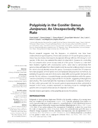 Polyploidy in the Conifer Genus Juniperus: an Unexpectedly High Rate