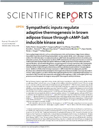 Sympathetic Inputs Regulate Adaptive Thermogenesis in Brown Adipose